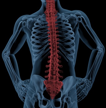 Spine of a medical skeleton