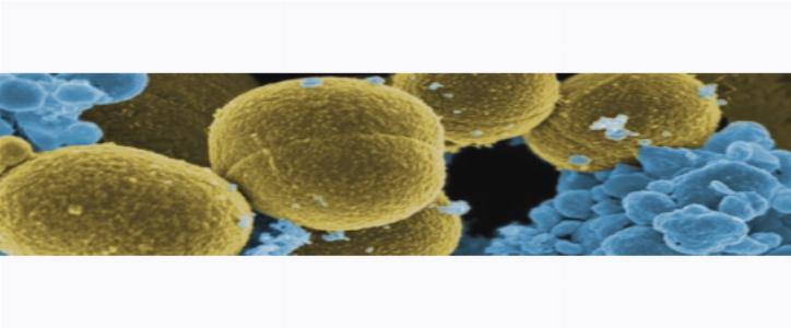Бактерии кишечного гриппа под микроскопом