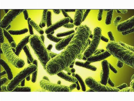 Дисбактериоз – дисбаланс микроорганизмов