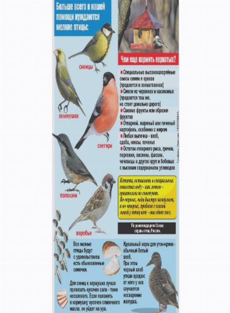 Какие птички нуждаются в нашей помощи зимой?