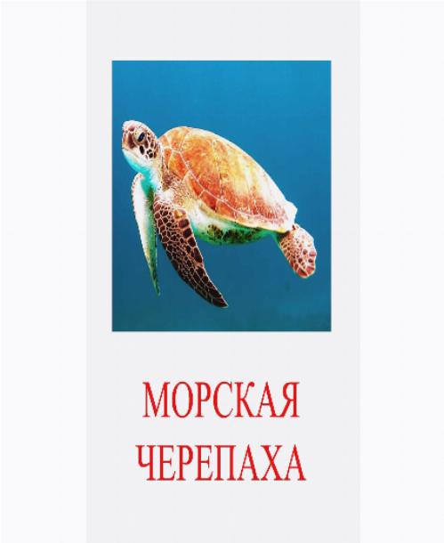 Морская черепаха картинки для детей