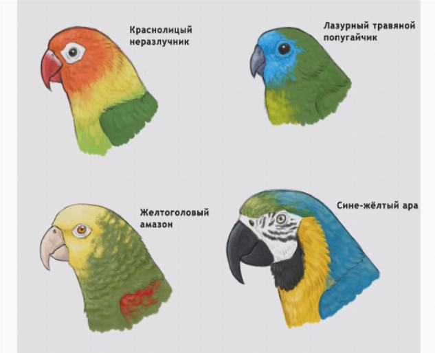 Различные виды попугаев