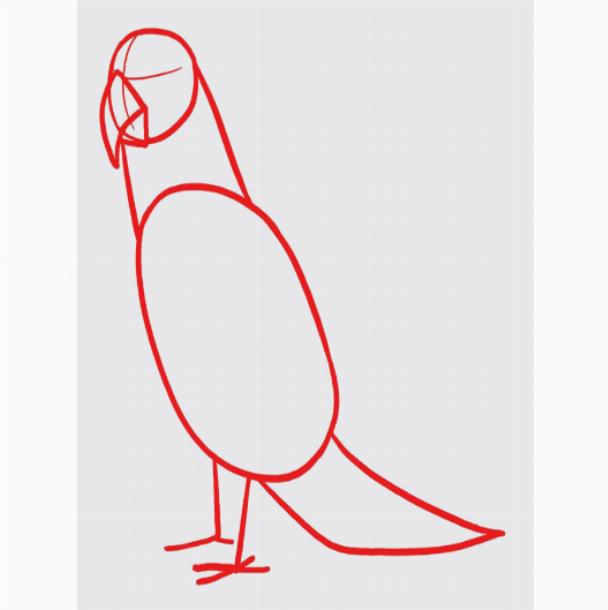 Рисуем контуры попугая Ара