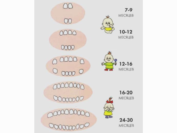 Во сколько лет режутся зубы